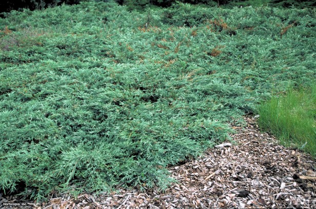 Colorado Kırmızı Sediri