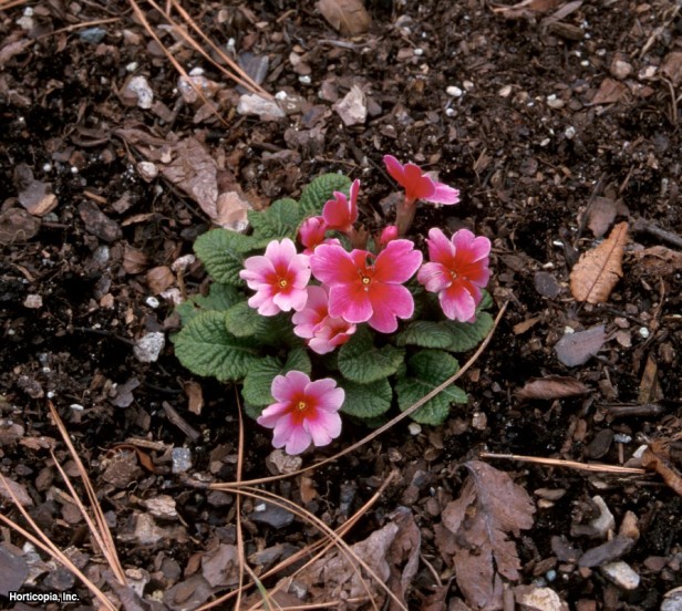 İngiliz Çuhaçiçeği