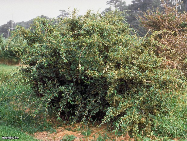 Söğüt Yaprağı Cotoneaster