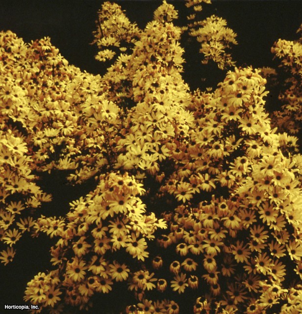 söğüt yaprağı ayçiçeği