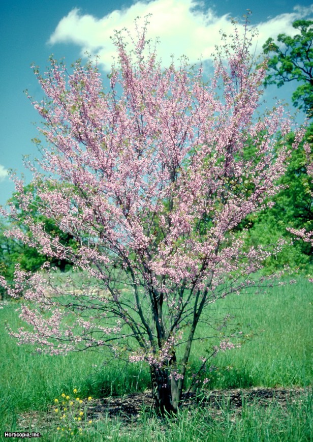 Teksas Redbud