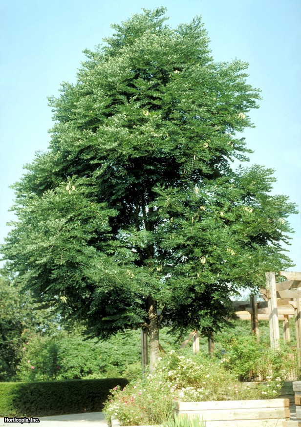 Kentucky Kahve Ağacı