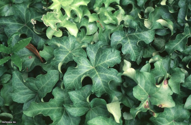 İngiliz Sarmaşığı