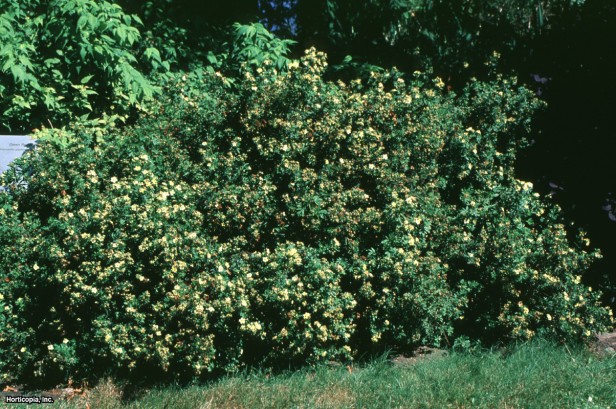 Çalı beşparmakotu