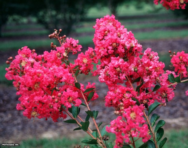 Crapemyrtle
