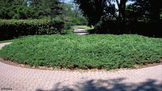 Japon Bahçesi Ardıç