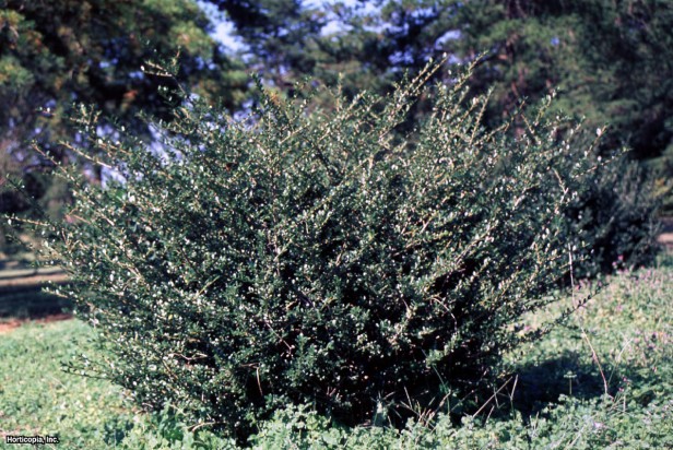 Japon çobanpüskülü