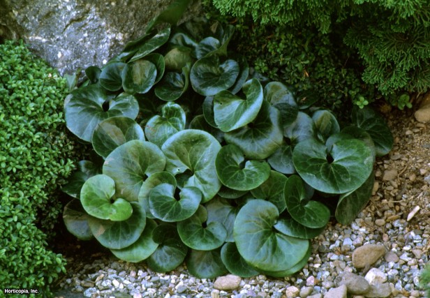 Avrupa Yabani Zencefil