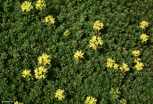 Sedum