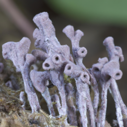 Aphanactis barclayae