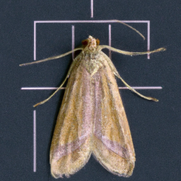 Aphanamixis cumingiana