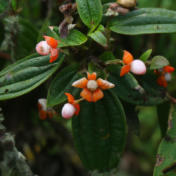 Aphanes cotopaxiensis