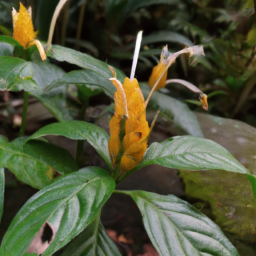 Aphelandra albinotata