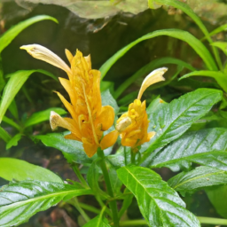Aphelandra anderssonii
