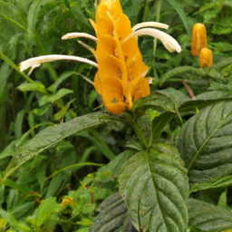 Aphelandra attenuata