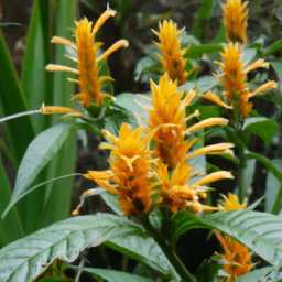 Aphelandra azuayensis