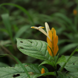 Aphelandra chrysantha