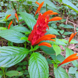 Aphelandra cinnabarina