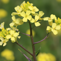 Barneby Reed-mustard