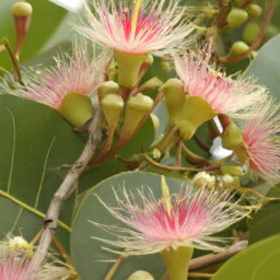 Barringtonia payensiana