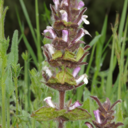 Bartsia pumila