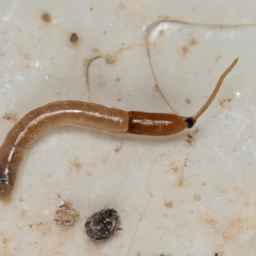 Columbia Basin wireworm