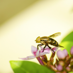 Dehli Sands flower-loving fly