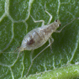English grain aphid