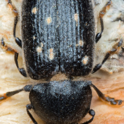 European spruce beetle