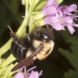 Fernald cuckoo bumble bee