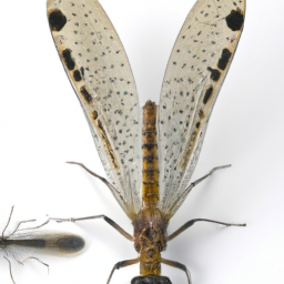 Hawaiian antlion