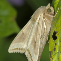 Hawaiian bud moth