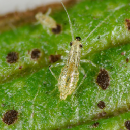 Hawaiian grass thrips