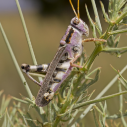High Plains grasshopper