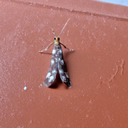Indian meal moth