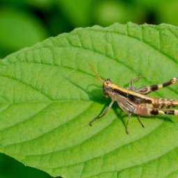 Japanese grasshopper