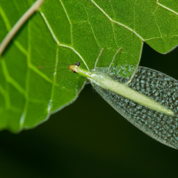 Johnson’s green lacewing