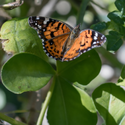 Kamehameha butterfly