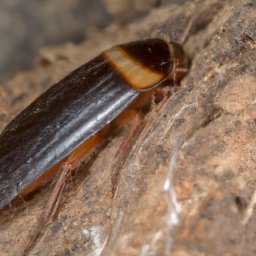 Madeira cockroach