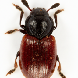 Mauna Loa bean beetle