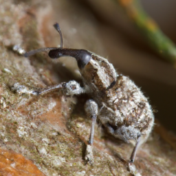 Monterey pine weevil