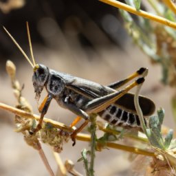 Nevada sage grasshopper