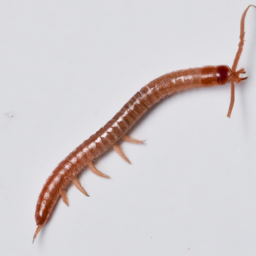 Oregon wireworm