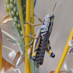 Rocky Mountain grasshopper