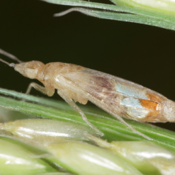 Russian wheat aphid
