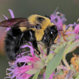 Sanderson bumble bee