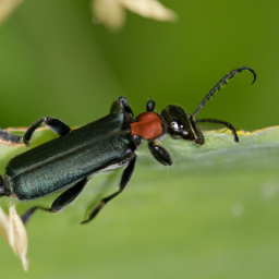 Say blister beetle