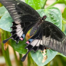 Schaus swallowtail