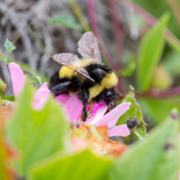 Sitka bumble bee