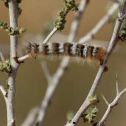 Sonoran tent caterpillar